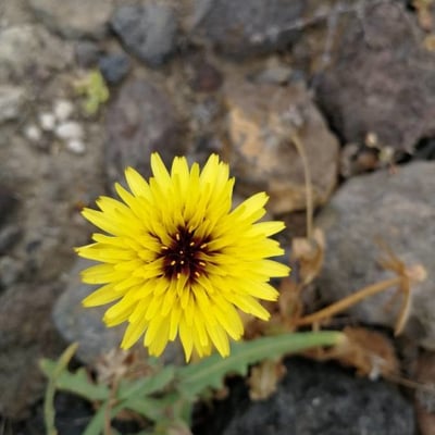 Reichardia tingitana — flower