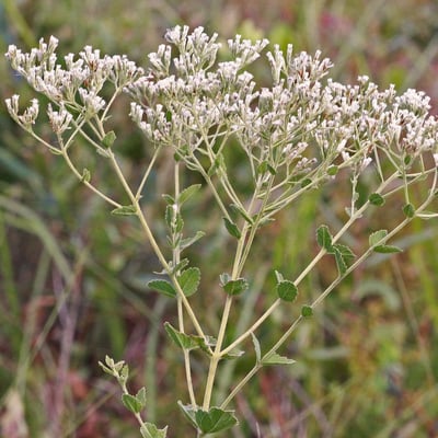 Eupatorium rotundifolium — flower
