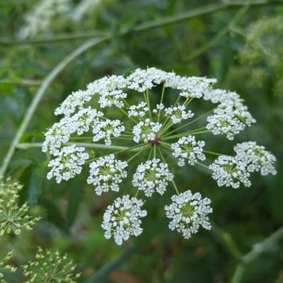 Cicuta maculata — flower