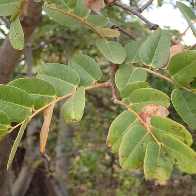 Detarium microcarpum — leaf