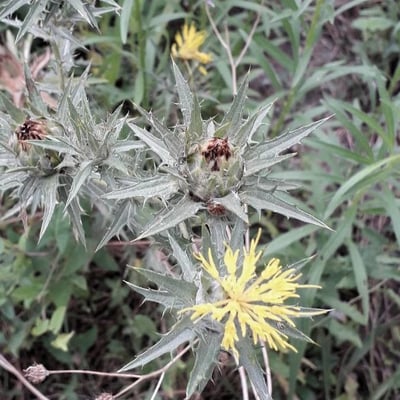 Carthamus lanatus — flower