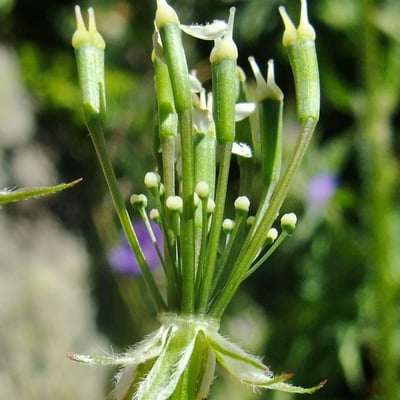 Chaerophyllum villarsii — flower