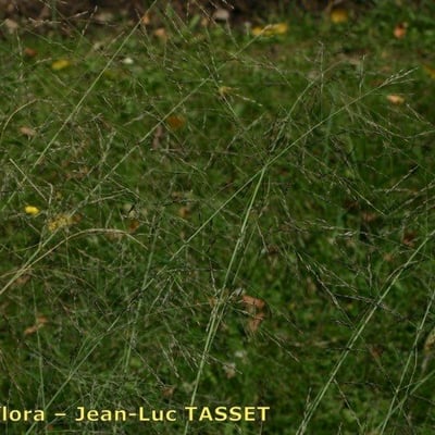 Eragrostis curvula — flower