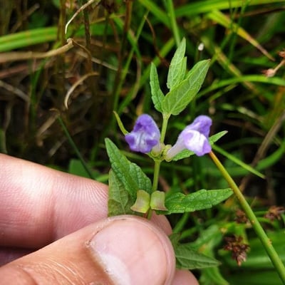 Scutellaria lateriflora — flower