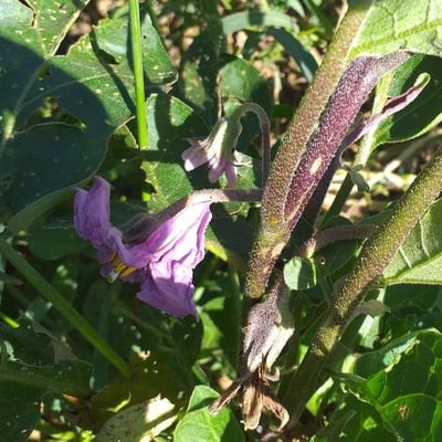 Solanum melongena — flower