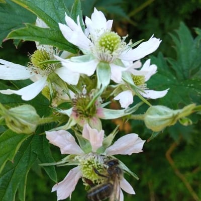 Rubus laciniatus — flower