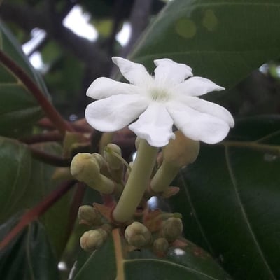 Guettarda speciosa — flower