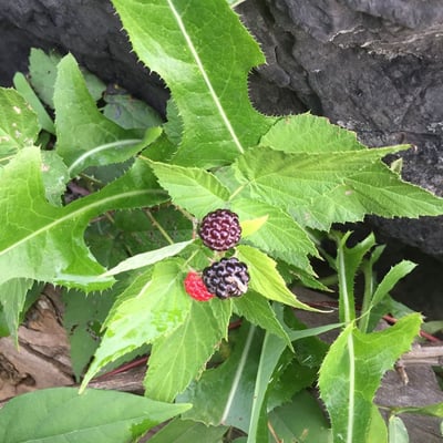 Rubus occidentalis — flower