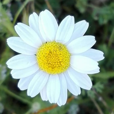 Chamaemelum nobile — flower