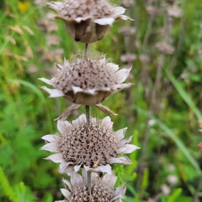 Monarda citriodora — flower
