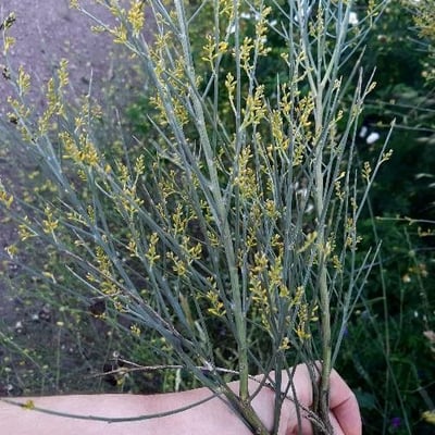 Retama sphaerocarpa — flower