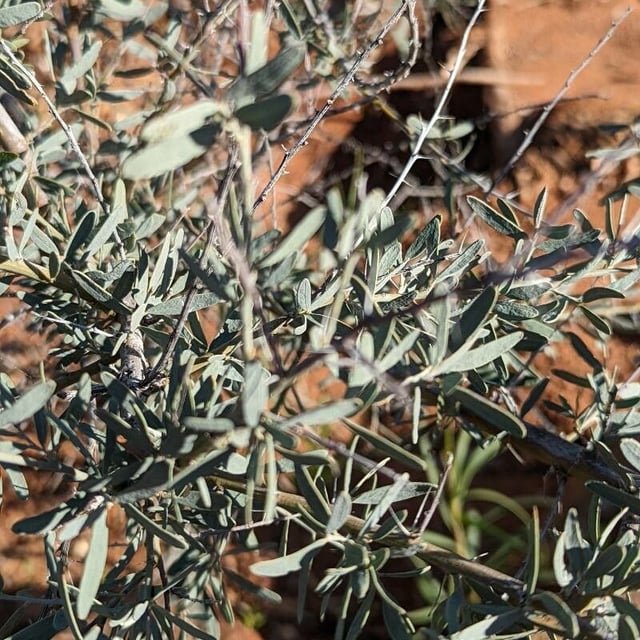 Acacia victoriae — leaf