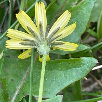 Leontodon saxatilis — flower