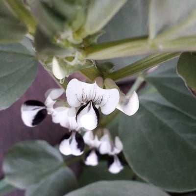 Vicia faba — flower