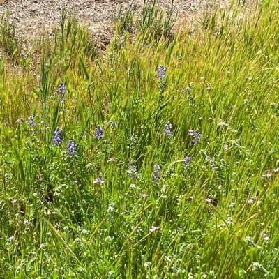 Lupinus bicolor — flower