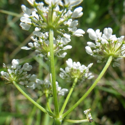 Oenanthe peucedanifolia — flower