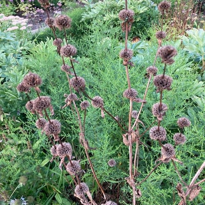 Phlomoides tuberosa — flower