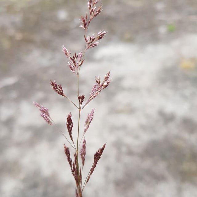 Agrostis vinealis — flower