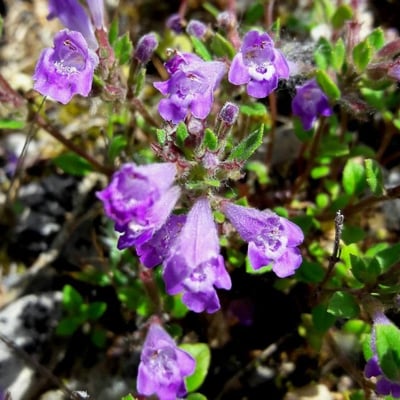 Clinopodium alpinum — flower