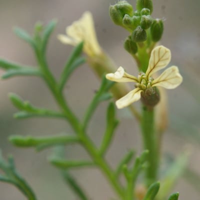 Carrichtera annua — flower