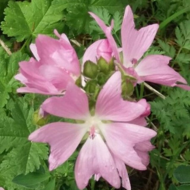 Malva moschata — flower