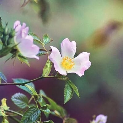 Rosa micrantha — flower
