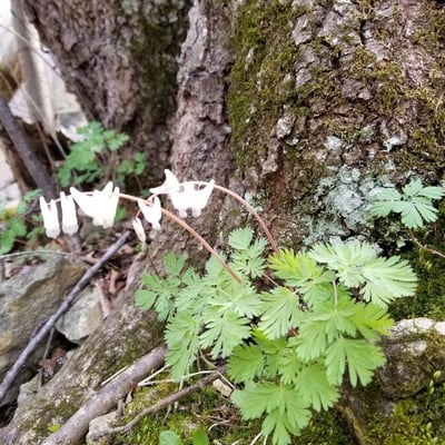 Dicentra cucullaria — flower