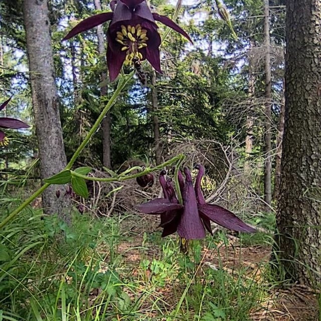 Aquilegia atrata — flower