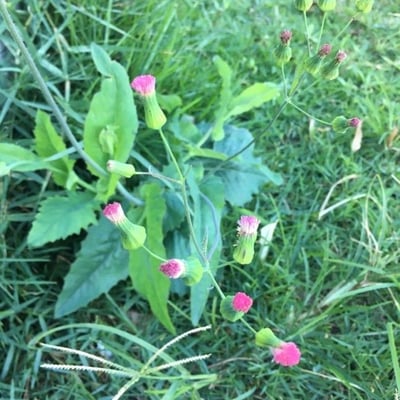Emilia sonchifolia — flower