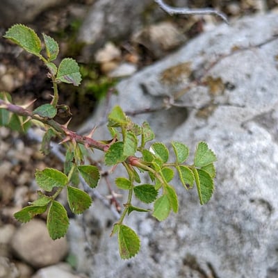 Rosa pulverulenta — leaf