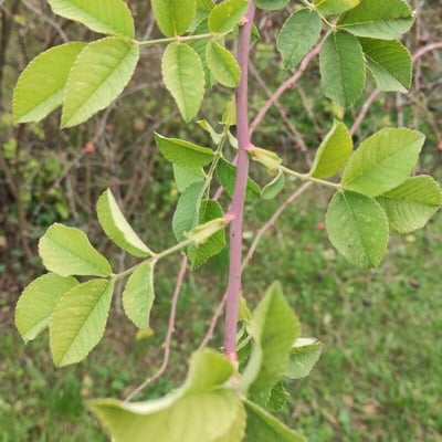 Rosa obtusifolia — leaf