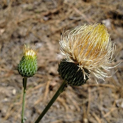 Cirsium undulatum — flower