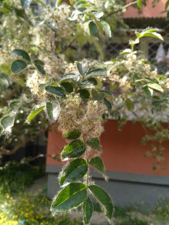 Sichuan-pepper