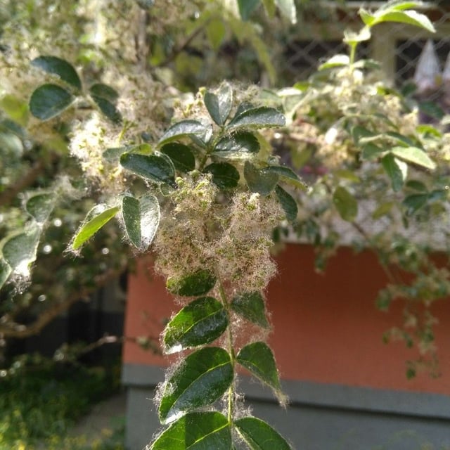 Sichuan-pepper