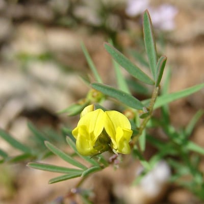 Hippocrepis ciliata — flower