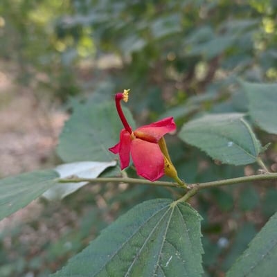 Helicteres isora — flower