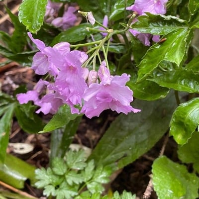 Cardamine pentaphyllos — flower