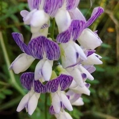 Vicia sylvatica — flower