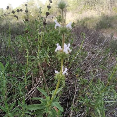 Salvia mellifera — flower