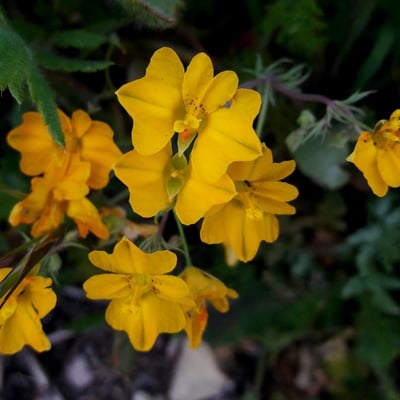 Hypecoum imberbe — flower