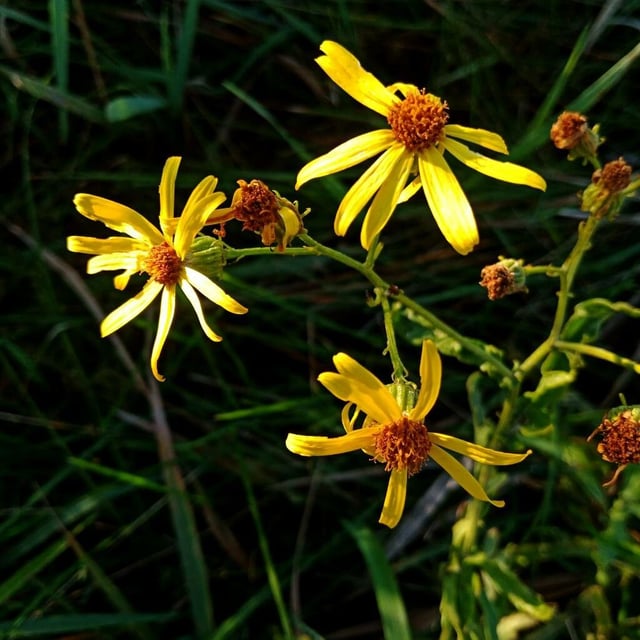 Jacobaea erratica — flower