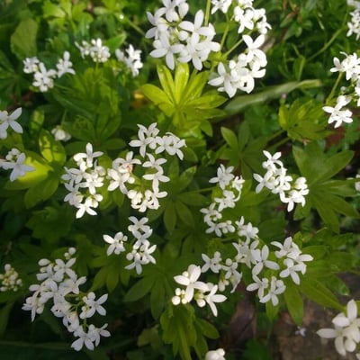 Galium odoratum — flower
