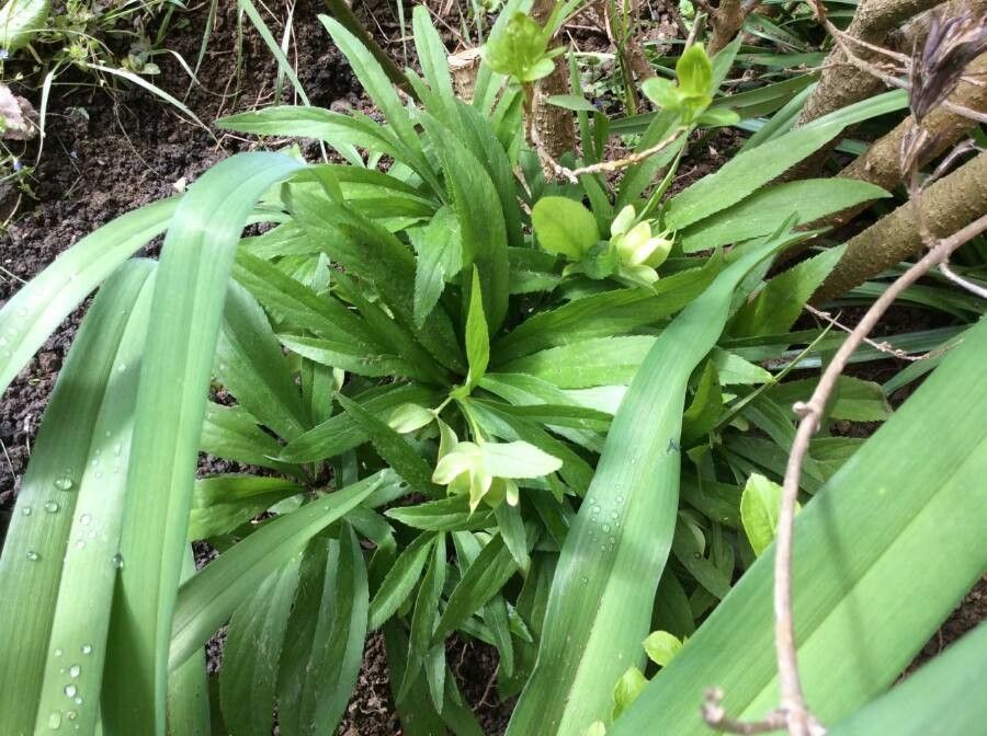 Green hellebore