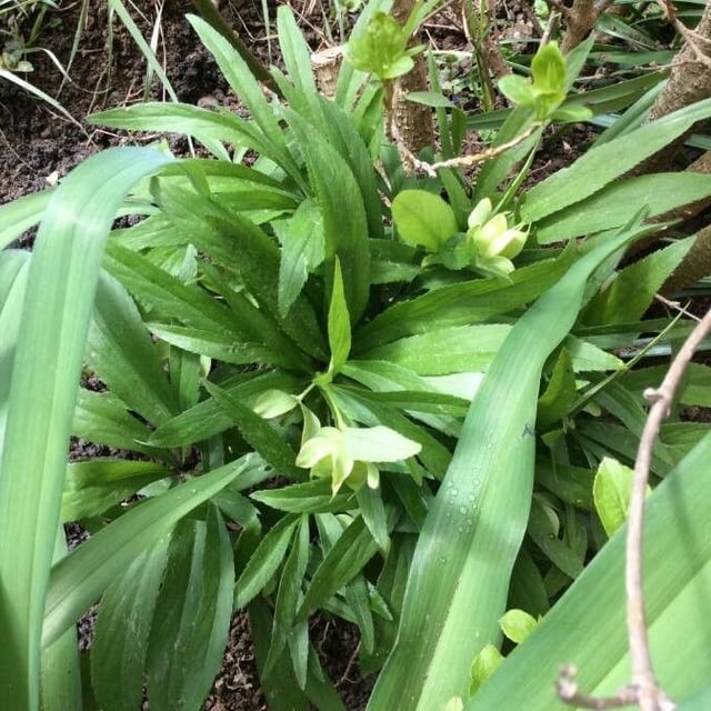 Helleborus viridis — flower