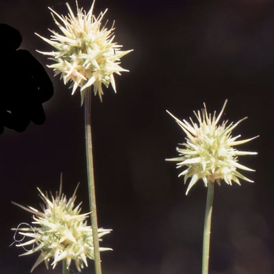 Echinaria capitata — flower