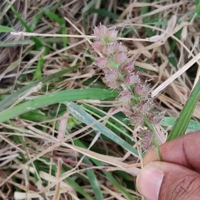 Cenchrus echinatus — flower