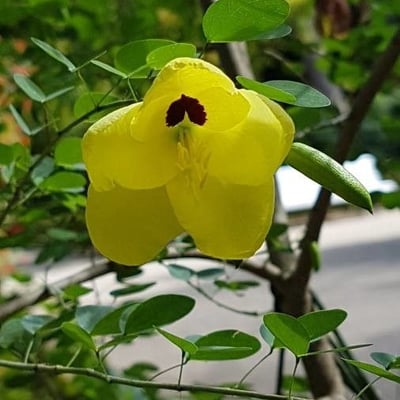 Bauhinia tomentosa — flower