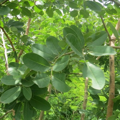 Detarium microcarpum — leaf