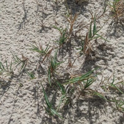 Sporobolus virginicus — leaf