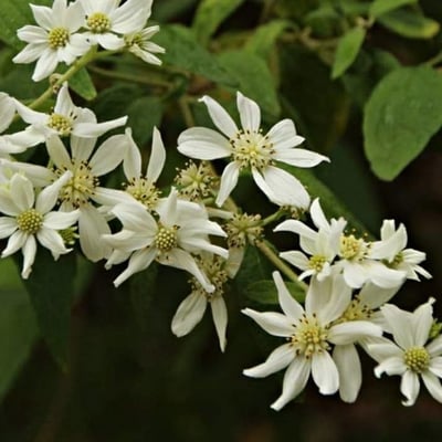 Clematis recta — flower